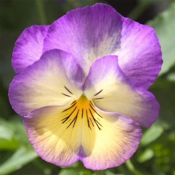 Ультима Radiance Deep Blue насіння віоли (Sakata)
