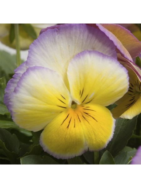 Ультима Radiance Lilac насіння віоли (Sakata)