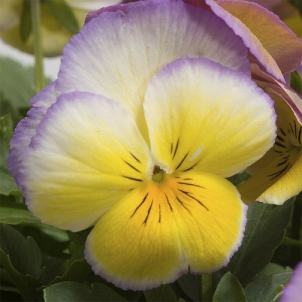 Ультима Radiance Lilac насіння віоли (Sakata)