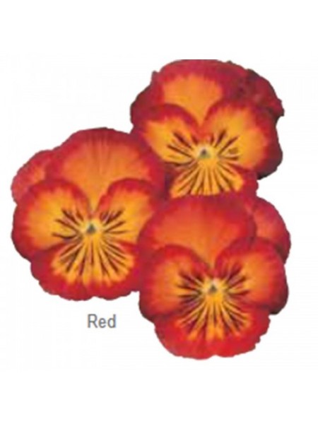 Ультима Radiance Red насіння віоли (Sakata)