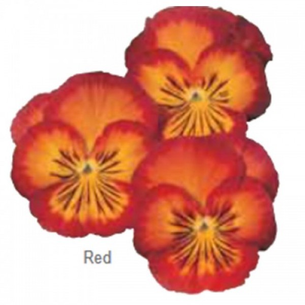 Ультима Radiance Red насіння віоли (Sakata)