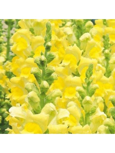 Увертюра F1 желтый (yellow) семена антиринума (Syngenta)