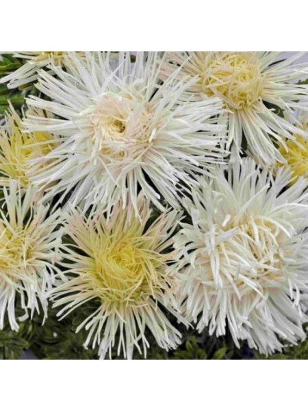 Валкирия белая (White) семена астры (Satimex)
