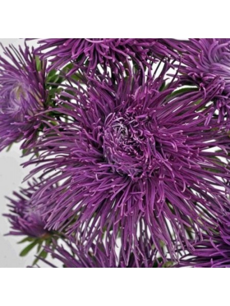 Валкирия фиолетовая (Purple) семян астры (Satimex)