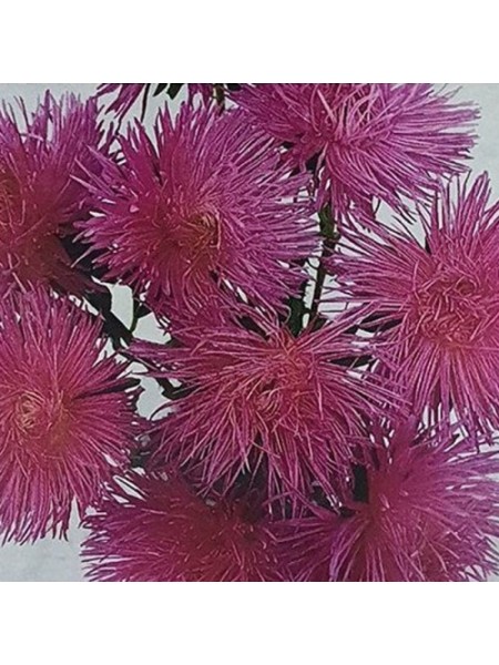 Валкирия розовая (Pink) семена астры (Satimex)