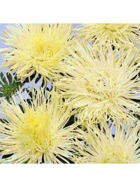 Валкирия желтая (Yellow) семена астры (Satimex)