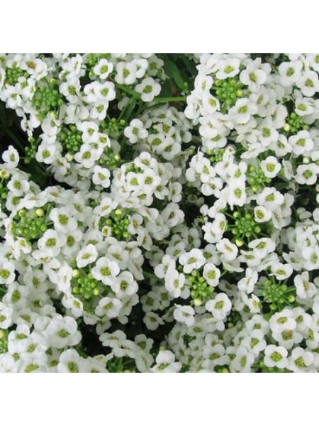 Вандерленд белый (white) семена алиссума (Benary)