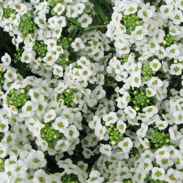 Вандерленд белый (white) семена алиссума (Benary)