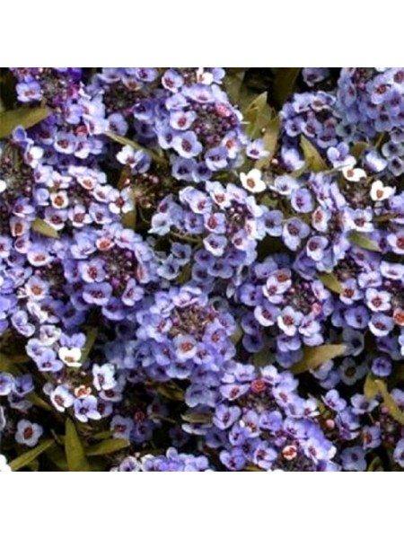 Вандерленд синий (blue) семена алиссума (Benary)