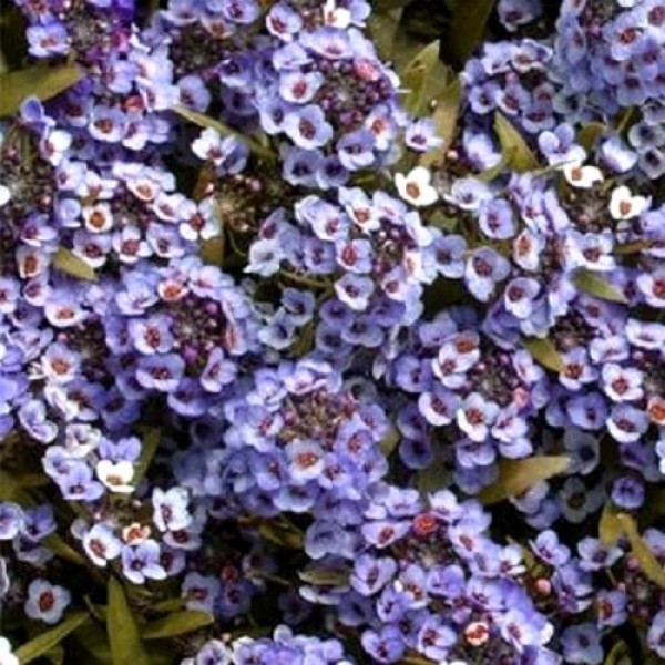 Вандерленд синий (blue) семена алиссума (Benary)