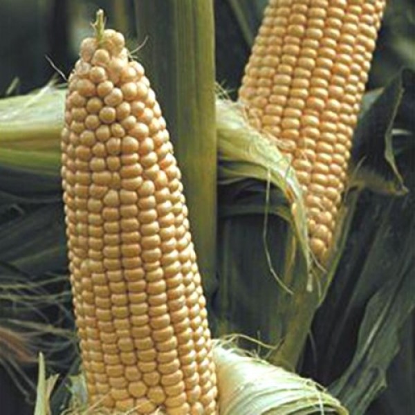Вега F1 семена кукурузы суперсладкой Sh2 (May Seeds)