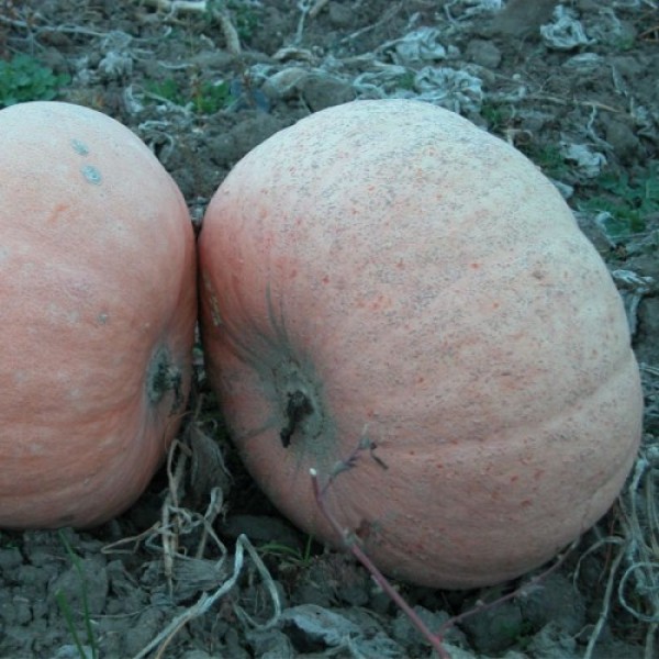 Велтруска Обровская семена тыквы кормовой (Moravoseed)