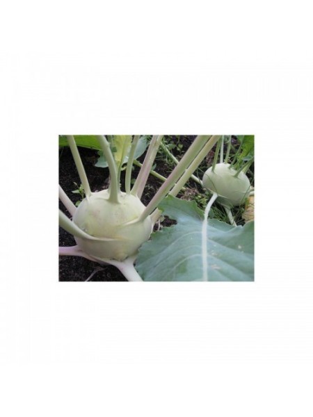 Венские белые семена капусты кольраби (Hortus)