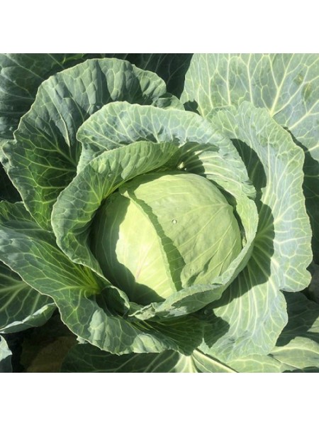Вермонт F1 семена капусты белокочанной (Lark Seeds)