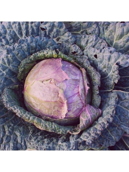 Верона семян капусты савойской (Hortus)