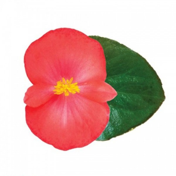 Вікінг F1 (Viking F1) Coral Flame on Green насіння бегонії (Sakata)