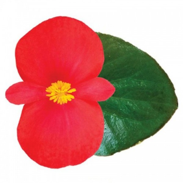 Вікінг F1 (Viking F1) Red on Green насіння бегонії (Sakata)