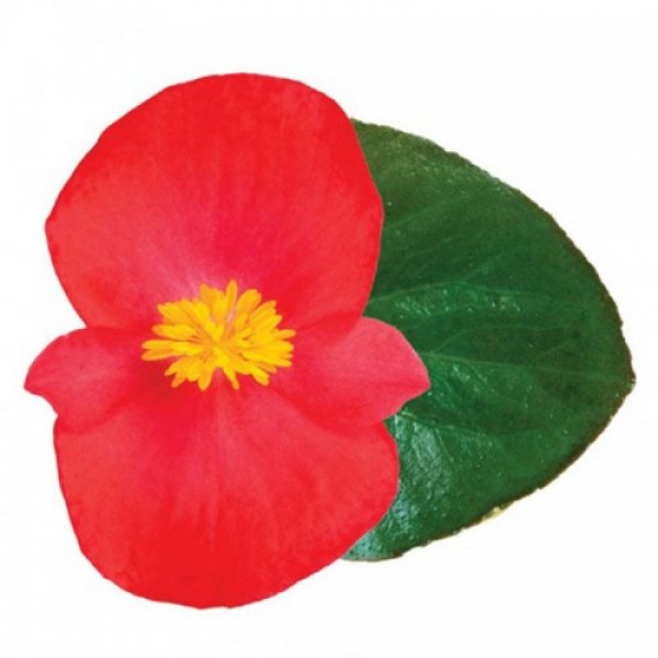 Вікінг F1 (Viking F1) Scarlet on Green насіння бегонії (Sakata)