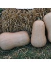 Винес F1 насіння гарбуза (Sakata)