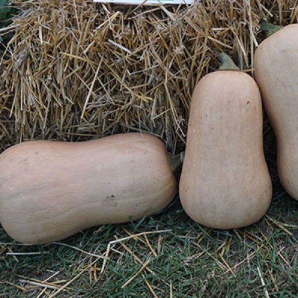 Винес F1 насіння гарбуза (Sakata)