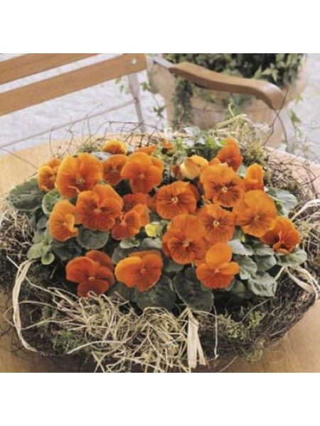 Кетс F1 оранжевая (Orange) семена виолы (Benary)