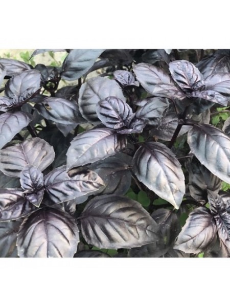 Виолет Кинг семян базилика (Lark Seeds)