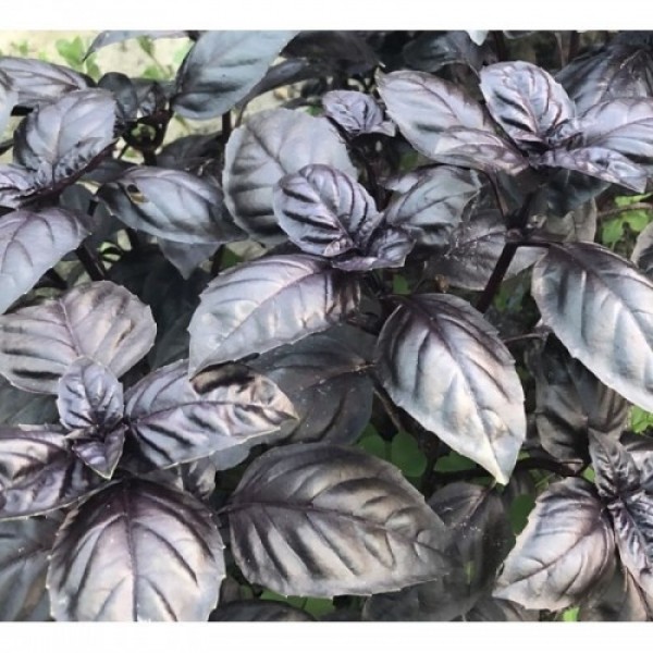 Виолет Кинг семян базилика (Lark Seeds)