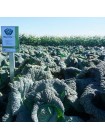 Виротоба F1 семена капусты савойской (Syngenta)