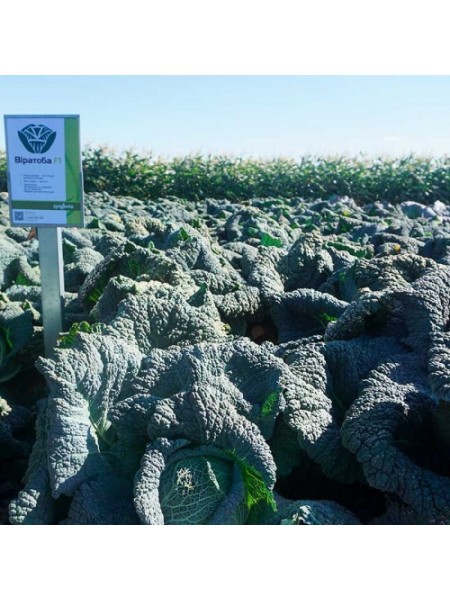 Виротоба F1 семена капусты савойской (Syngenta)