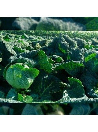 Виротоба F1 семена капусты савойской (Syngenta)