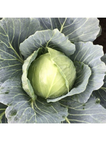 Вирджиния F1 семена капусты белокочанной (Lark Seeds)