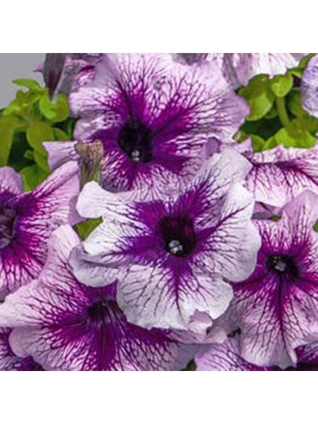 Виртуоз Блюберри (Blueberry) семена петунии крупноцветковой (Kitano Seeds)
