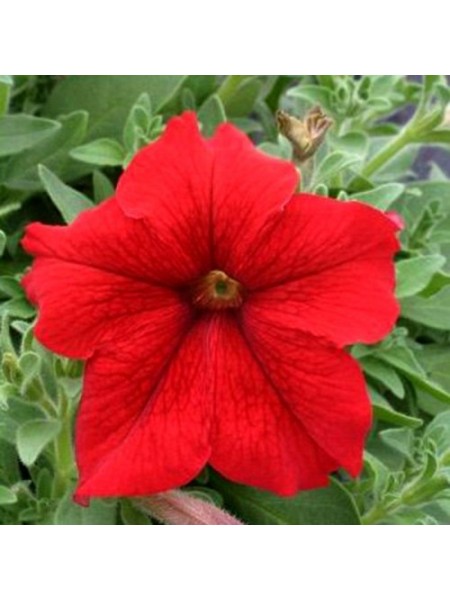 Виртуоз Ред (Red) семена петунии крупноцветковой (Kitano Seeds)