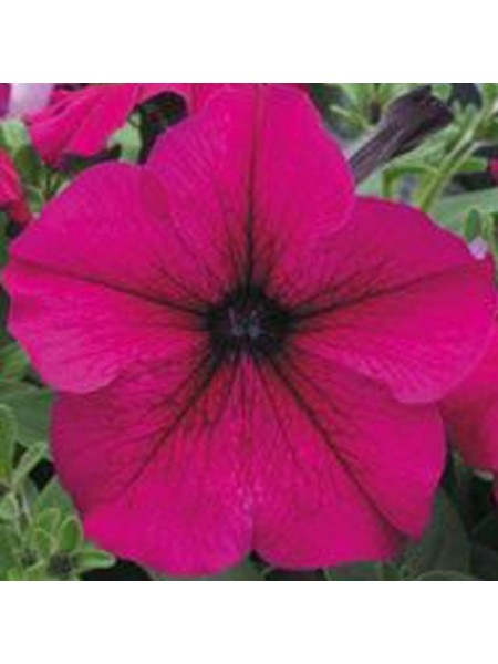 Виртуоз Руби (Ruby) семян крупноцветковой петунии (Kitano Seeds)