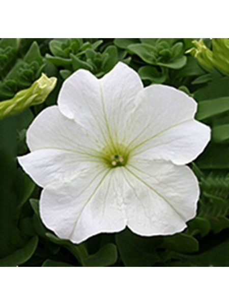 Виртуоз Уайт (White) семена петунии крупноцветковой (Kitano Seeds)