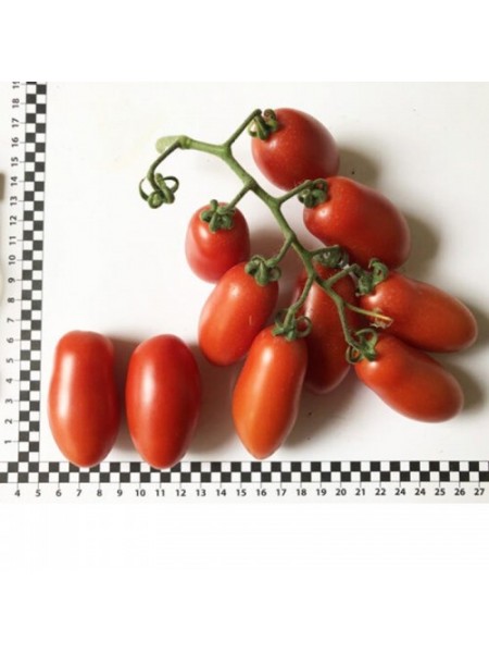 Визард F1 (6708 F1) семена помидора индетерминантного коктельного (Lark Seeds)