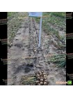 Вольф F1 семена лука репчатого озимого (Hazera)