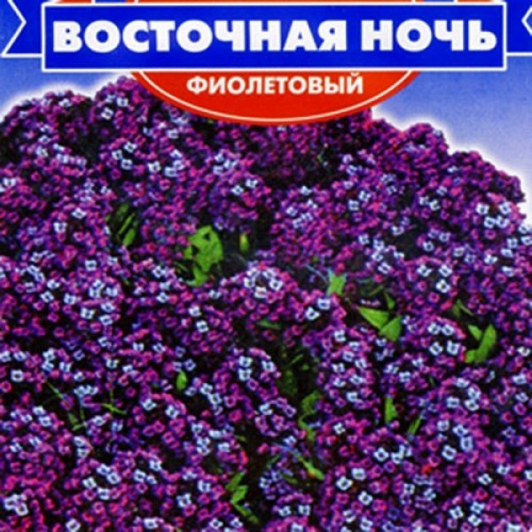 Східна ніч фіолетове насіння алісуму (GL Seeds)