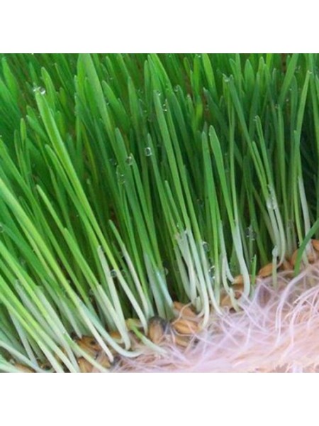 Ячмень семена микрозеленые (Agrocity)