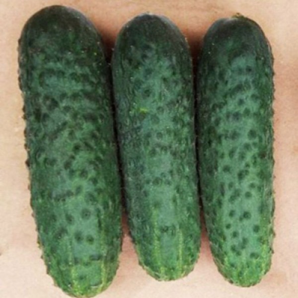 Ягуар F1 (TCU-151, TECU530) насіння огірка партенокарпічного (Takii Seeds)