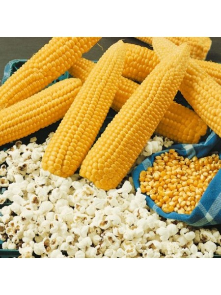 Янтарь семян кукурузы попкорн средней 11-15см (Moravoseed)