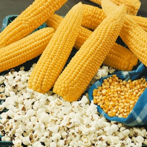 Янтарь семян кукурузы попкорн средней 11-15см (Moravoseed)