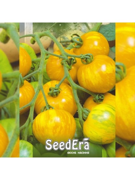 Зебра желтые семена помидора индетерминантного (Seedera)