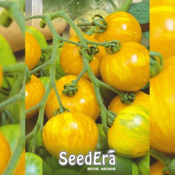Зебра желтые семена помидора индетерминантного (Seedera)