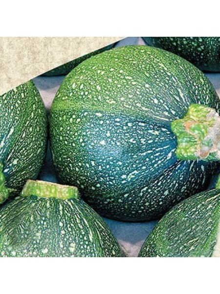 Зеленый шар семена кабачка (Satimex)