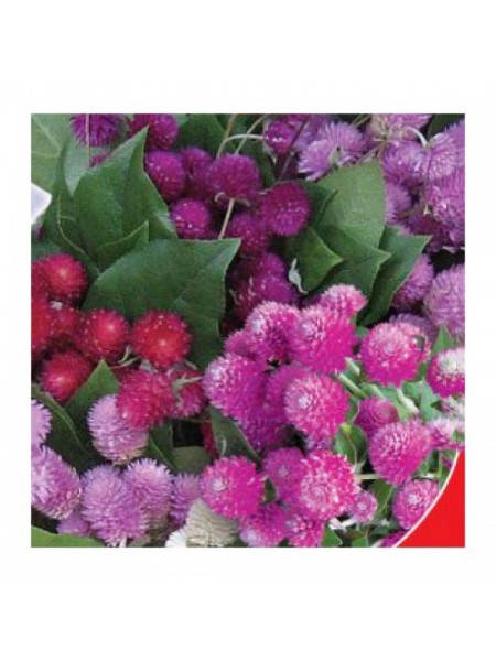 Земляничная поляна семян гомфрены (GL Seeds)
