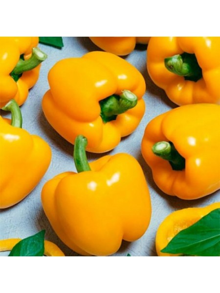 Желтый куб F1 семян перца сладкого (GL Seeds)