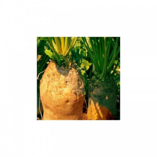 Желтый цилиндр семян кормовой свеклы (Hortus)