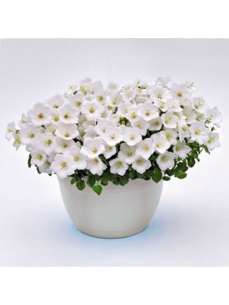 Жемчужина белая (white) семена колокольчика (Benary)