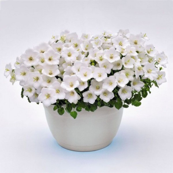 Жемчужина белая (white) семена колокольчика (Benary)